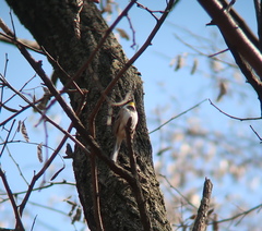 Emberiza elegans