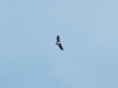 Haliaeetus albicilla