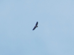 Haliaeetus albicilla