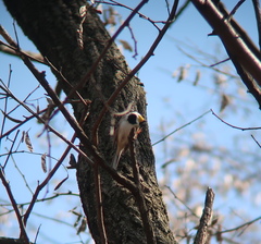 Emberiza elegans