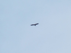 Haliaeetus albicilla