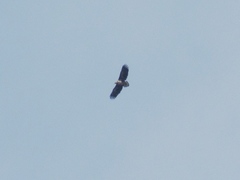 Haliaeetus albicilla