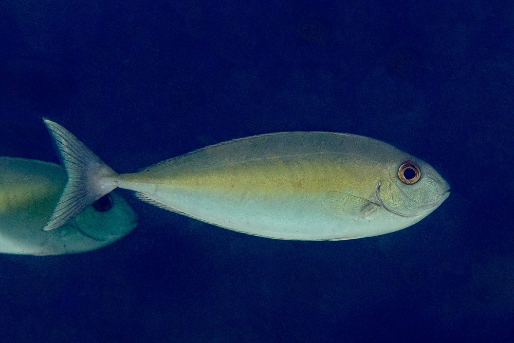 Oneknife Unicornfish