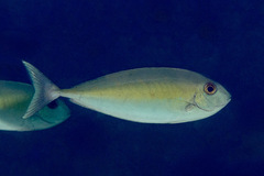 Oneknife Unicornfish photo 1