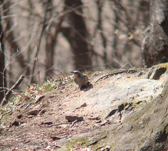 Hypsipetes amaurotis