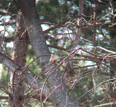 Fringilla montifringilla