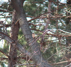 Fringilla montifringilla