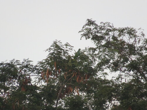 Red-browed Amazon (Amazona rhodocorytha), photo 3