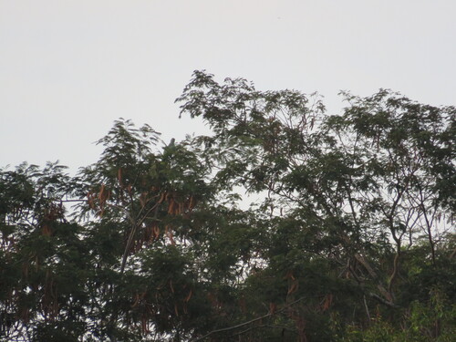 Red-browed Amazon (Amazona rhodocorytha), photo 4