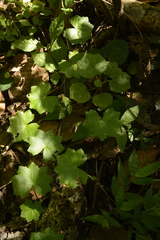 Hydrocotyle javanica