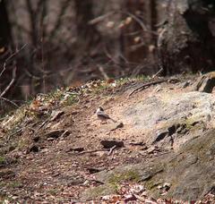 Poecile palustris