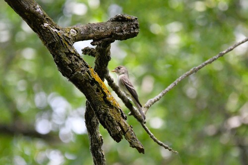 Eastern Wood-Pewee