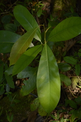 Litsea oleoides