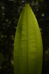 Cinnamomum malabatrum