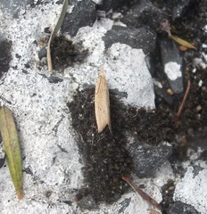 Bactra noteraula