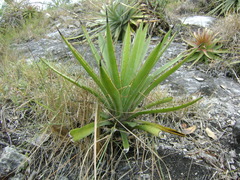 Agave vivipara