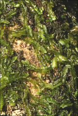 Lophocolea semiteres