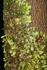 Frullania clavata