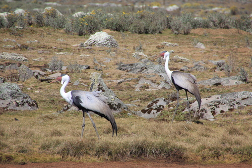 iNaturalist image