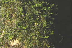 Lepidozia laevifolia