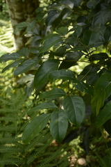 Staphylea malabarica