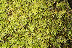 Lepidozia laevifolia