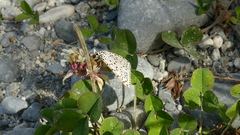 Utetheisa pulchelloides vaga