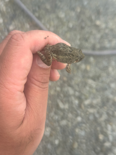 Rice field frog