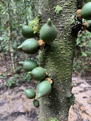 Diospyros cauliflora