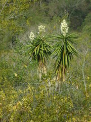 Yucca gigantea