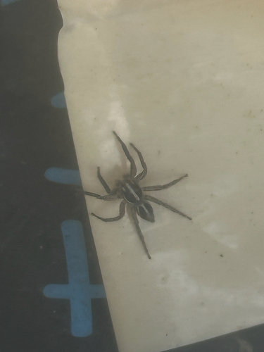 Pantropical Jumping Spider