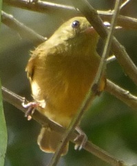 Mionectes oleagineus