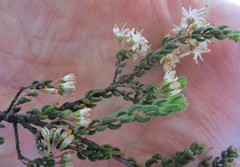 Agathosma blaerioides