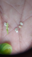 Impatiens dasysperma