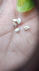 Impatiens dasysperma