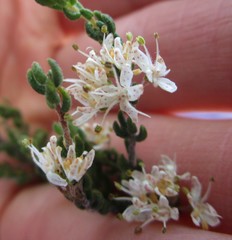 Agathosma blaerioides