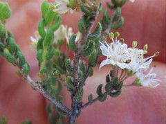 Agathosma blaerioides