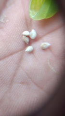 Impatiens dasysperma