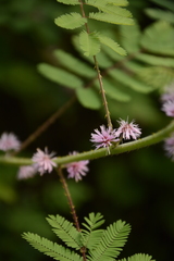 Mimosa diplotricha