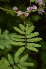 Mimosa diplotricha