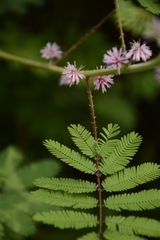 Mimosa diplotricha