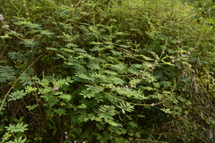 Mimosa diplotricha