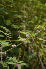 Mimosa diplotricha