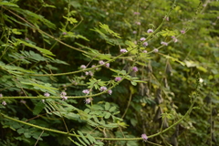 Mimosa diplotricha