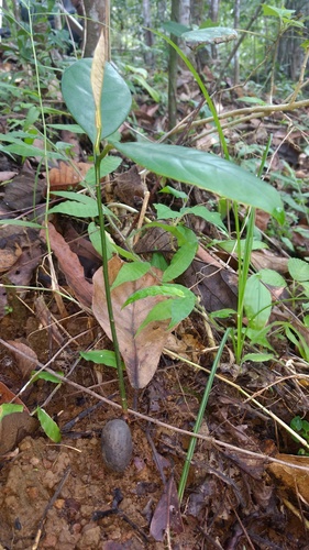 Bitter nutmeg (Myristica beddomei)