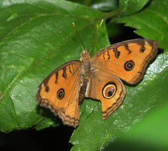 Junonia almana almana