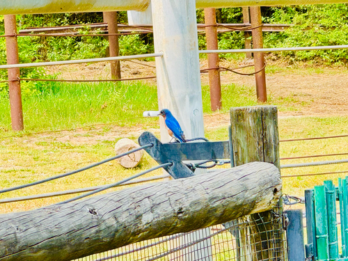 Eastern Bluebird