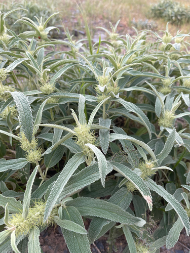 Phlomis cancellata