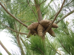 Pinus greggii