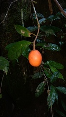 Salacia